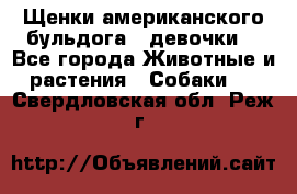 Щенки американского бульдога ( девочки) - Все города Животные и растения » Собаки   . Свердловская обл.,Реж г.